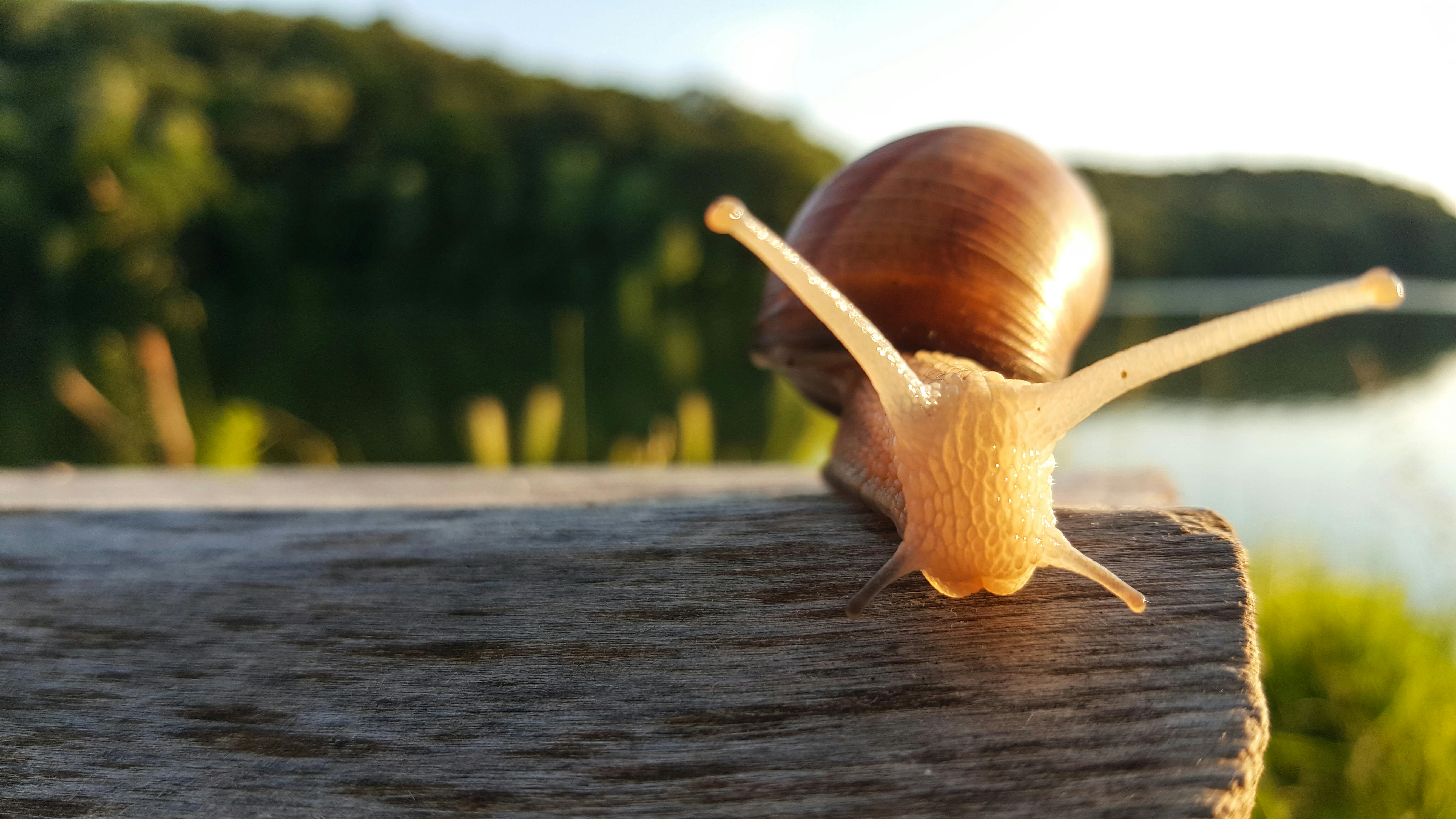 Snail