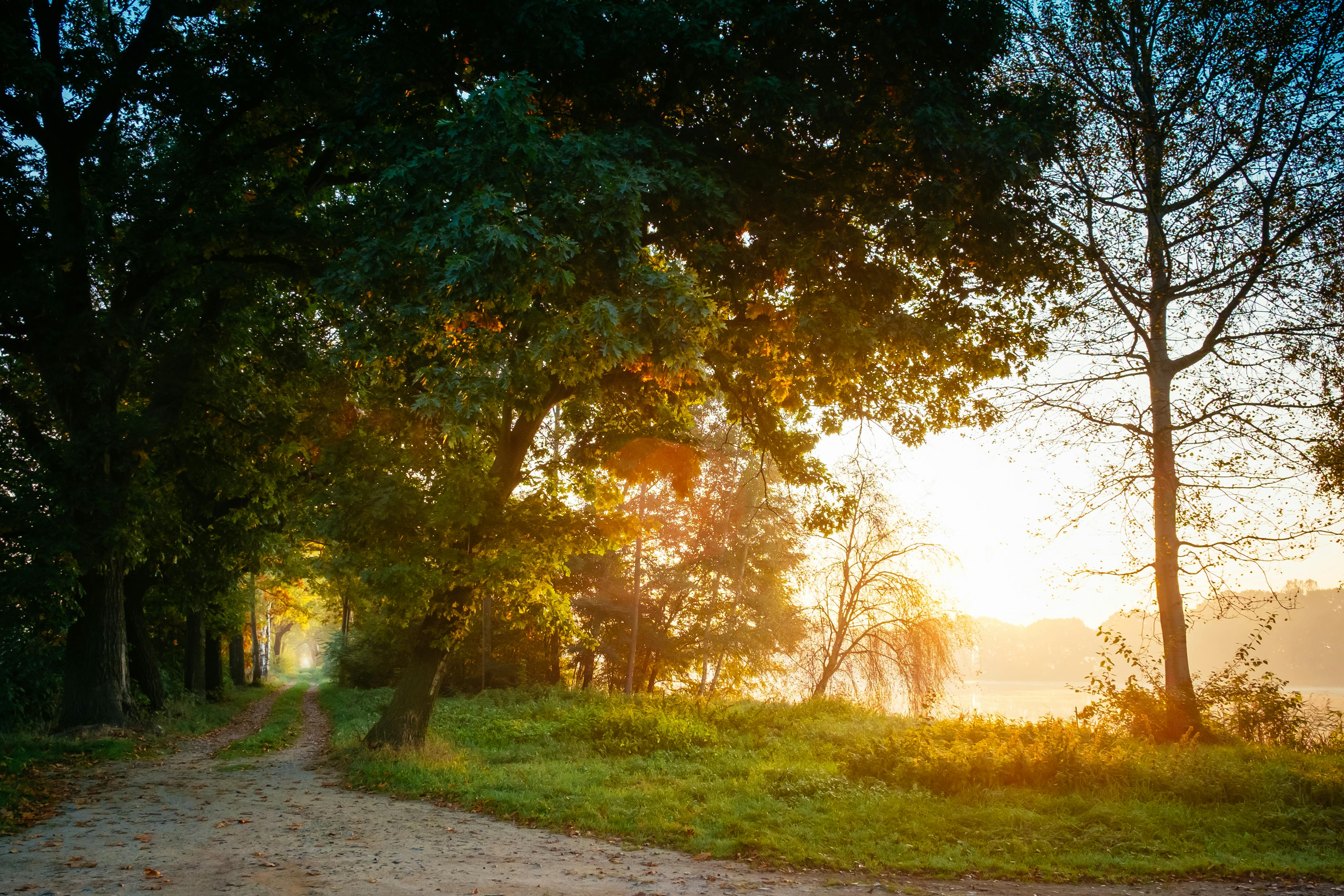 Morning Light, Path, and Water