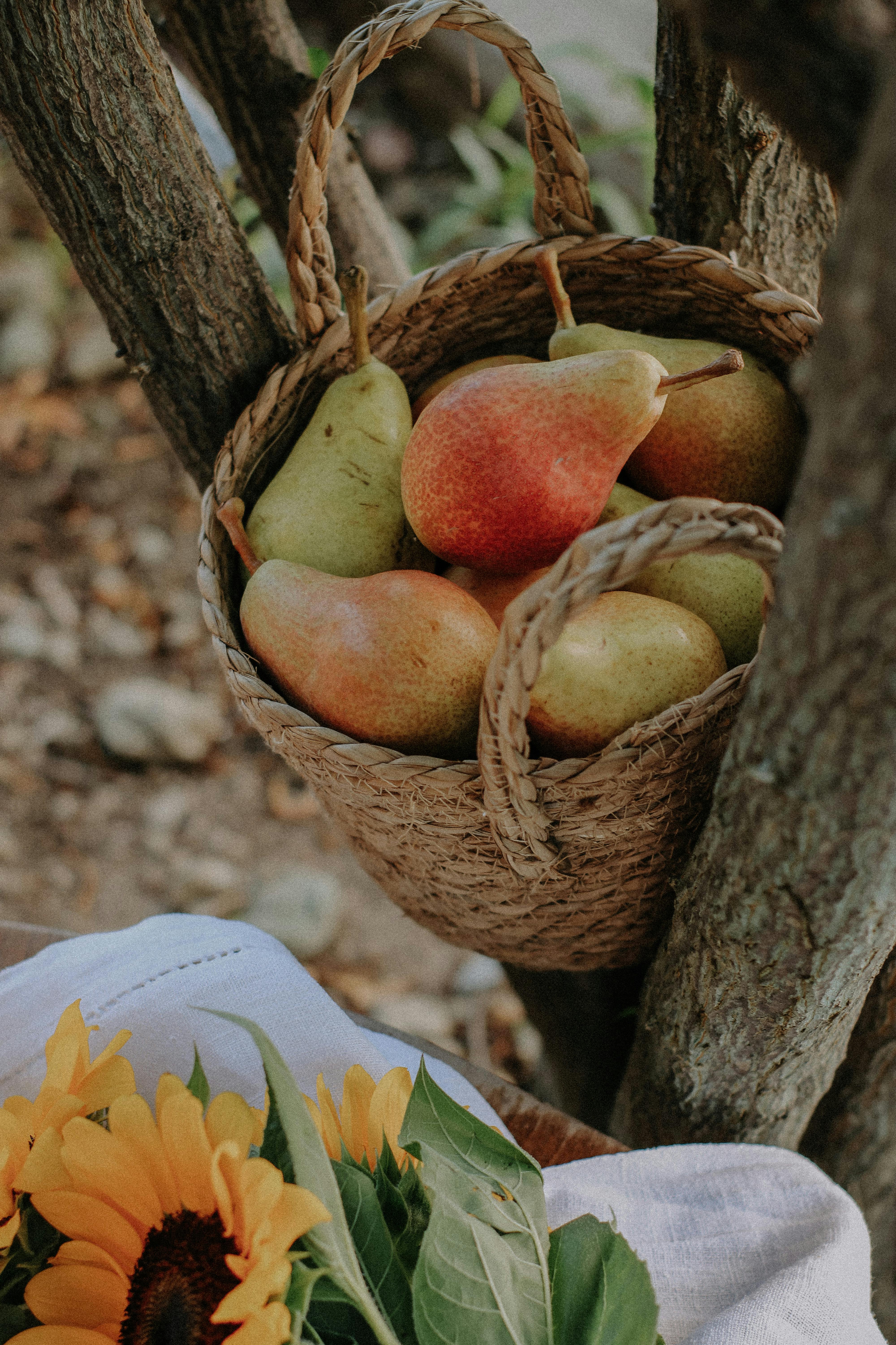 Basket full of Pears in a Tree